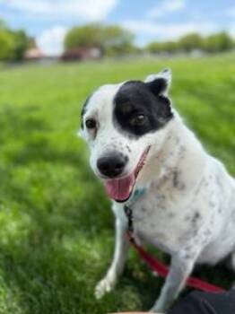 Rescue Australian Shepherd and Australian Cattle Dog Blue Heeler Dogs for Adoption in West Valley City, Utah - Zoe | PetCurious