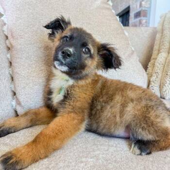 Shepherd Dogs Available for Adoption - Anchovies | PetCurious