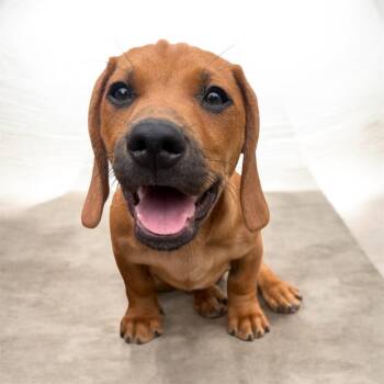 Champion -  Dachshund and Black Mouth Cur Dog for Adoption in Quincy, Florida - Champion | PetCurious