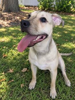 Lil -  Mixed Breed Dog for Adoption in Savannah, Georgia - Lil | PetCurious