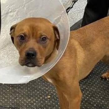 Lewis -  Mixed Breed Dog for Adoption in Mentor, Ohio - Lewis | PetCurious