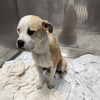 Mixed Breed Dogs Available for Adoption in Davenport, Iowa - Bonnie | PetCurious