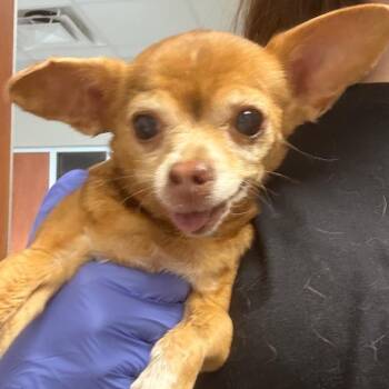 Chihuahua Dogs Available for Adoption in Yuma, Arizona - Mouse | PetCurious
