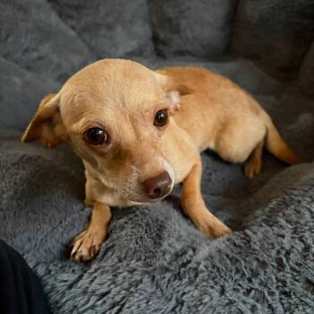 Emmy -  Chihuahua Dog for Adoption in Park Row, Texas - Emmy | PetCurious
