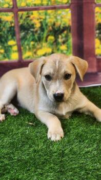 Husky and Shepherd Dogs Available for Adoption in Austin, Texas - Riley DG | PetCurious