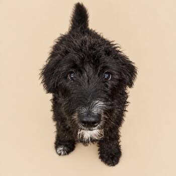 Winston -  Labradoodle Dog for Adoption in Cleveland, Texas - Winston | PetCurious