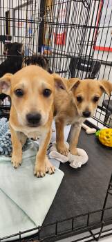 Crawford Cuties -  Chihuahua and Retriever Dog for Adoption in Brooksville, Florida - Crawford Cuties | PetCurious