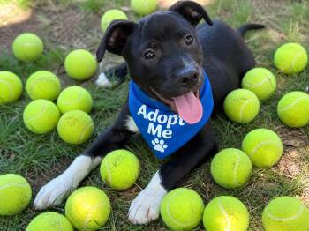 Stormi -  Beagle and Pit Bull Terrier Dog for Adoption in Fort Mill, South Carolina - Stormi | PetCurious