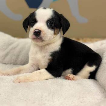 Sheldon -  Chihuahua and Mixed Breed Dog for Adoption - Sheldon | PetCurious