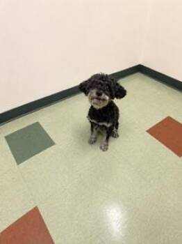 CANDY -  Poodle and Mixed Breed Dog for Adoption in Thousand Palms, California - CANDY | PetCurious