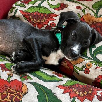Bruno -  Labrador Retriever and Beagle Dog for Adoption in Myrtle Beach, South Carolina - Bruno | PetCurious