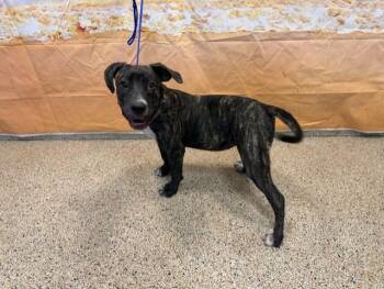 CHULITA -  Mastiff and Labrador Retriever Dog for Adoption in Doral, Florida - CHULITA | PetCurious