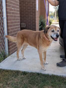 Rescue Mixed Breed Dogs for Adoption in Huntsville, Alabama - Poppy | PetCurious