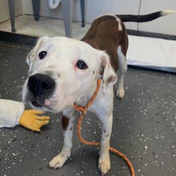 Mixed Breed Dogs Available for Adoption in Columbiana, Alabama - Selena Gomez | PetCurious