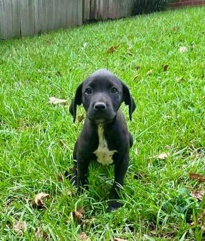 Capri -  Labrador Retriever and Terrier Dog for Adoption in Glocester, Rhode Island - Capri | PetCurious
