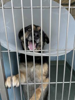 German Shepherd Dog Dogs Available for Adoption - ESTRELLA | PetCurious