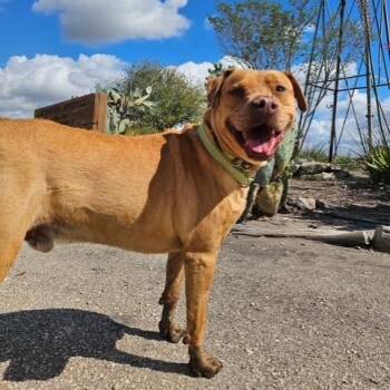 Rhodesian Ridgeback Dogs Available for Adoption in Williston, Vermont - Trooper | PetCurious