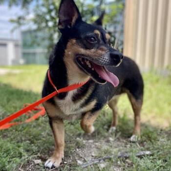 Ethel -  Chihuahua and Mixed Breed Dog for Adoption in Wimberley, Texas - Ethel | PetCurious