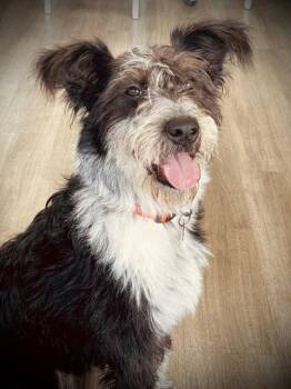 Kandi -  Australian Terrier Dog for Adoption in Tulsa, Oklahoma - Kandi | PetCurious