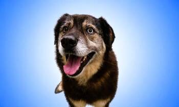 BLUE -  Siberian Husky and Mixed Breed Dog for Adoption in Fort Lauderdale, Florida - BLUE | PetCurious