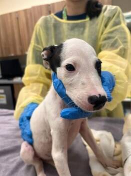 Donnie -  Mixed Breed Dog for Adoption in Honolulu, Hawaii - Donnie | PetCurious
