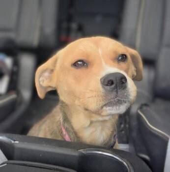 Isla -  Mixed Breed Dog for Adoption in Wantagh, New York - Isla | PetCurious