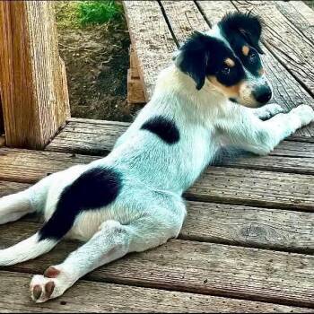 Shem -  Australian Shepherd and Australian Cattle Dog Blue Heeler Dog for Adoption in Amarillo, Texas - Shem | PetCurious