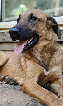 Rescue Anatolian Shepherd and Golden Retriever Dogs for Adoption in Nokomis, Florida - Pigpen | PetCurious