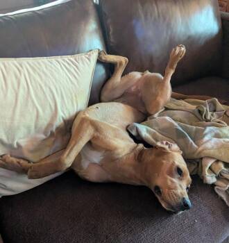 Edith -  Redbone Coonhound Dog for Adoption in Candler, North Carolina - Edith | PetCurious