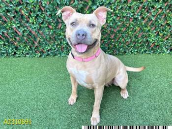Rescue Mixed Breed Dogs for Adoption in West Palm Beach, Florida - SUMMER | PetCurious