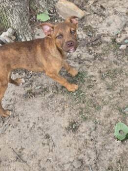 Tucker -  Boxer and Terrier Dog for Adoption in Lonsdale, Arkansas - Tucker | PetCurious