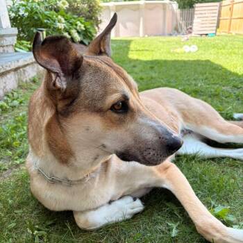 Shiloh -  Shepherd and Canaan Dog Dog for Adoption in New York, New York - Shiloh | PetCurious