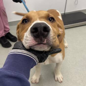 Mixed Breed Dogs Available for Adoption in Abilene, Texas - Ruby | PetCurious