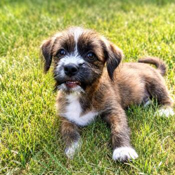 Jasper 26-08-003 -  Mixed Breed Dog for Adoption in Bastrop, Texas - Jasper 26-08-003 | PetCurious