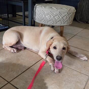 Lady -  Yellow Labrador Retriever Dog for Adoption in Tampa, Florida - Lady | PetCurious