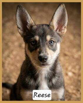 Husky and Australian Shepherd Dogs Available for Adoption - Reese | PetCurious