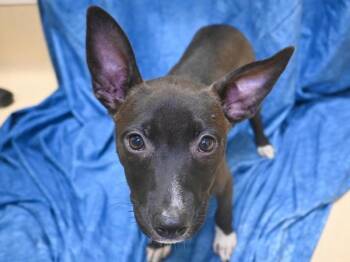 Zercon -  Pit Bull Terrier Dog for Adoption in Portland, Oregon - Zercon | PetCurious