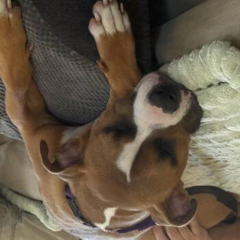 Nova Scarlet GDP -  Boxer Dog for Adoption in Dallas, Texas - Nova Scarlet GDP | PetCurious