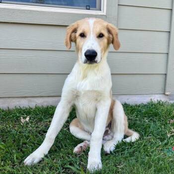 Herk -  Great Pyrenees and Golden Retriever Dog for Adoption in Pflugerville, Texas - Herk | PetCurious