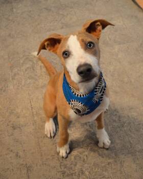 Rescue Hound and Australian Shepherd Dogs for Adoption in Gulfport, Mississippi - Sully | PetCurious