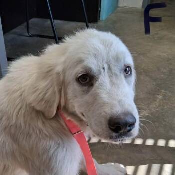Woodstock -  Great Pyrenees Dog for Adoption in Williston, Vermont - Woodstock | PetCurious