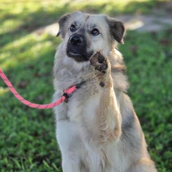 Ms. Fancy JuM -  Mixed Breed Dog for Adoption in Austin, Texas - Ms. Fancy JuM | PetCurious