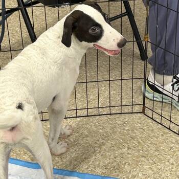 BOBBY MOO MOO (In New York -  Labrador Retriever and Mixed Breed Dog for Adoption in New York, New York - BOBBY MOO MOO (In New York | PetCurious