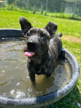 Baby max -  Mixed Breed Dog for Adoption in Howes Cave, New York - Baby Max | PetCurious