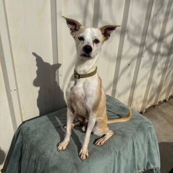 Fran -  Terrier Dog for Adoption in Chico, California - Fran | PetCurious
