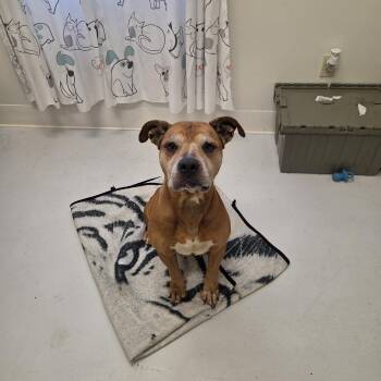 Pit Bull Terrier and Boxer Dogs Available for Adoption in Mount Gilead, Ohio - Dumpling | PetCurious