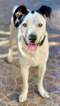 Rescue Terrier Dogs for Adoption in San Diego, California - Snoopy | PetCurious