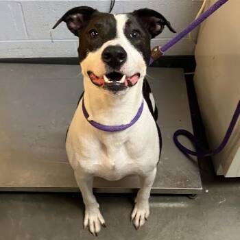 Zeus -  Mixed Breed Dog for Adoption in Dekalb, Illinois - Zeus | PetCurious