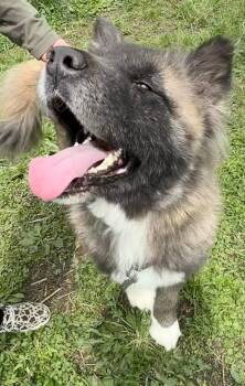 Akita Dogs Available for Adoption in Chicago, Illinois - Ricky  | PetCurious