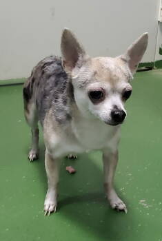 Rescue Chihuahua Dogs for Adoption in Rustburg, Virginia - Missy: Not At Shelter (Judy M) | PetCurious